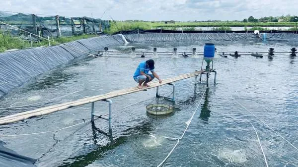 Chiến Lược Vàng Nuôi Tôm Siêu Thâm Canh Mùa Mưa: Bí Quyết Thành Công