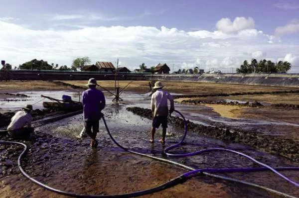 Công Nghệ Nuôi Tôm Sú Hiện Đại: Lót Bạt Bờ và Hệ Thống Siphon Tối Ưu