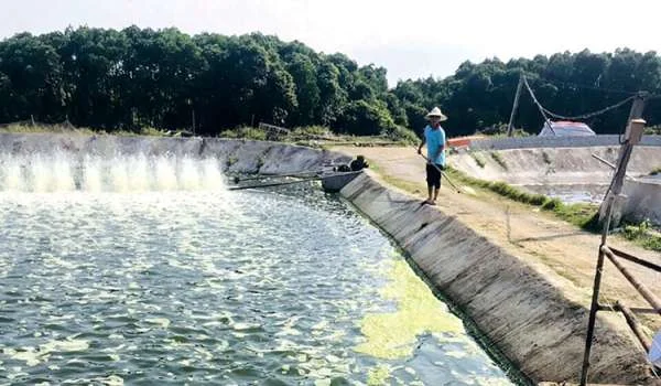 Tối Ưu Hóa Môi Trường Với Chế Phẩm Sinh Học Kiểm Soát Tảo Trong Ao Nuôi Tôm