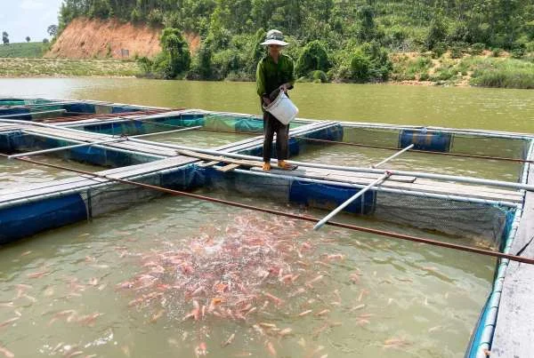 Giải Pháp Chăm Sóc Cá Nuôi Lồng Bè Trên Sông Mùa Mưa Bão