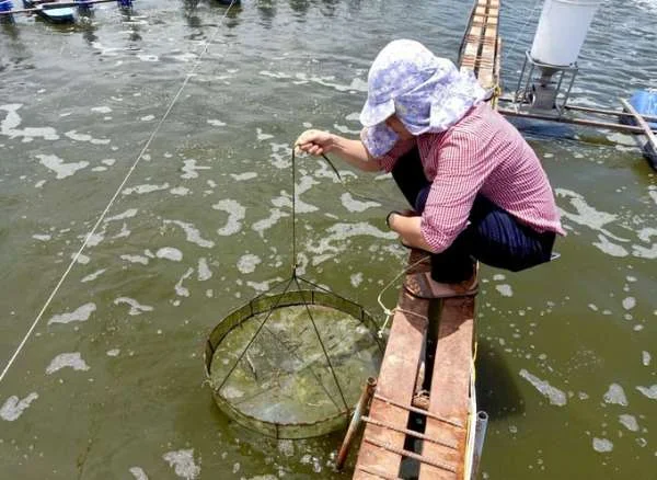 Nghiên cứu và phát triển thức ăn bền vững cho ngành nuôi tôm