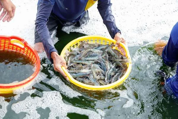 Chuyển đổi thành công: Mô hình nuôi tôm thẻ chân trắng Semi-Biofloc