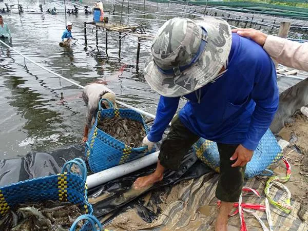 Nuôi tôm ở Phú Yên: Chiến lược thu hoạch an toàn trước mưa bão