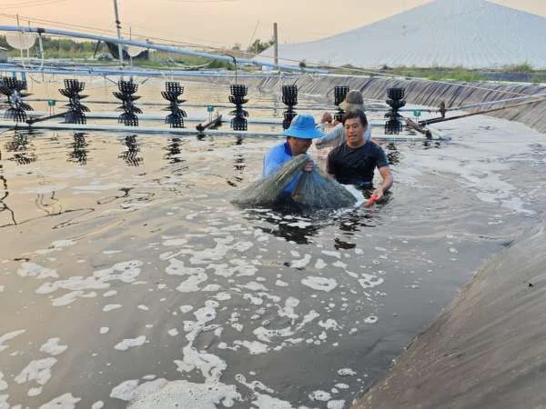 Giải Pháp Công Nghệ Cao Cho Nuôi Tôm: Tăng Sản Lượng, Giảm Rủi Ro