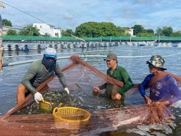 Phát Triển Bền Vững Ngành Tôm: Chuỗi Giá Trị Toàn Diện