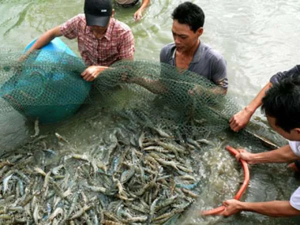 Đối Mặt Với Thách Thức: Phát Triển Ngành Nuôi Tôm Sú Không Sử Dụng Kháng Sinh