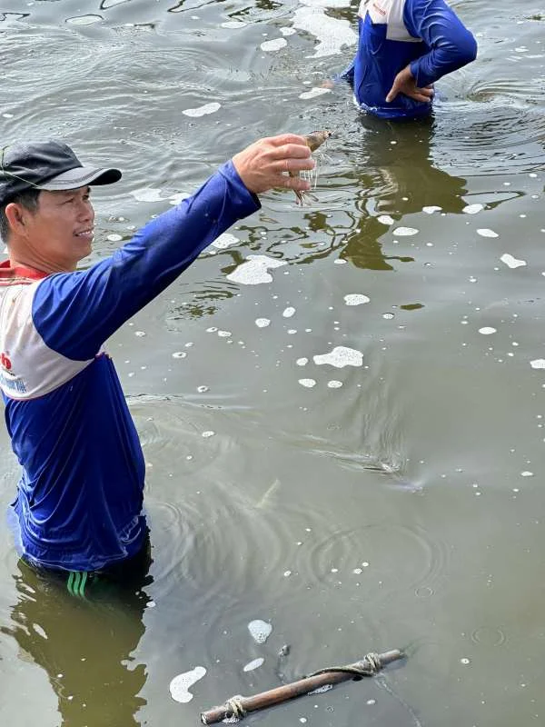 Chinh Phục Thách Thức: Bí Quyết Nuôi Tôm Thành Công Trong Môi Trường Khắc Nghiệt