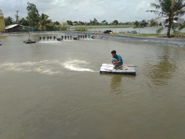 Giải Pháp Toàn Diện Để Duy Trì pH Trong Ao Nuôi Thủy Sản