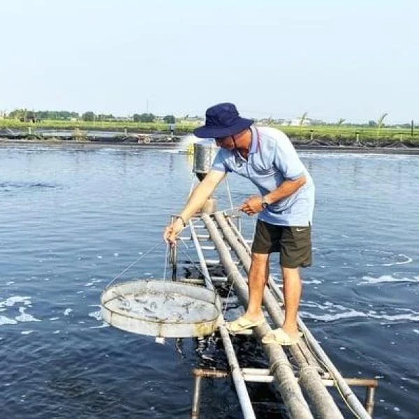 Thời Tiết Thất Thường Gây Khó Khăn Cho Người Nuôi Tôm: Nguy Cơ Dịch Bệnh Tăng Cao