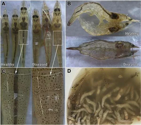 Bệnh DIV1 trên Tôm: Nguyên nhân và Triệu chứng Đáng Chú Ý