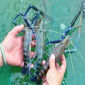 Tôm Càng Xanh Giống Đực: Lợi Ích và Thách Thức Trong Nuôi Trồng