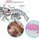 Bảo vệ Gan Tụy và Đường Ruột: Chìa Khóa Để Nuôi Tôm Thành Công